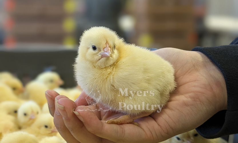 Cornish Cross day old chicks for sale