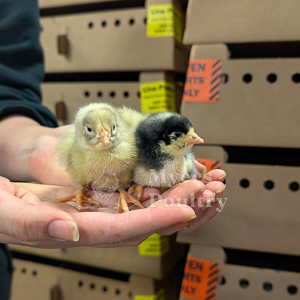 Baby chicks held broiler mix
