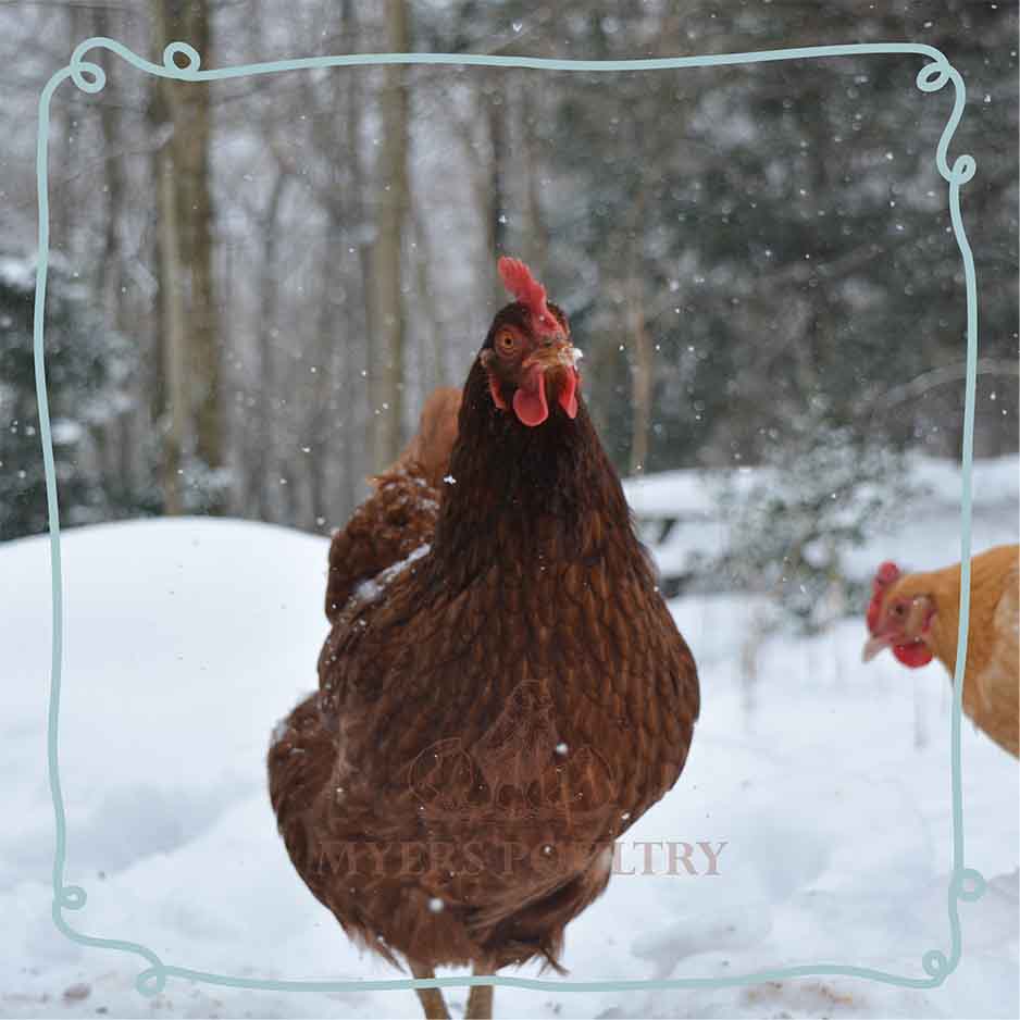 Rhode Island Red chicken with blue scribbled border