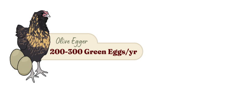 Olive egger chicken and eggs drawing