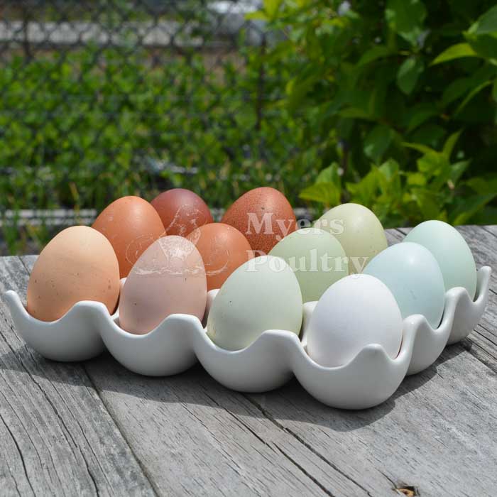 rainbow eggs brown eggs blue eggs green eggs