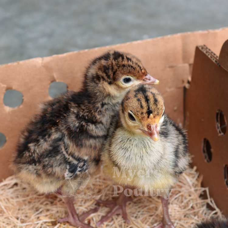 broad breasted bronze turkey poults for sale