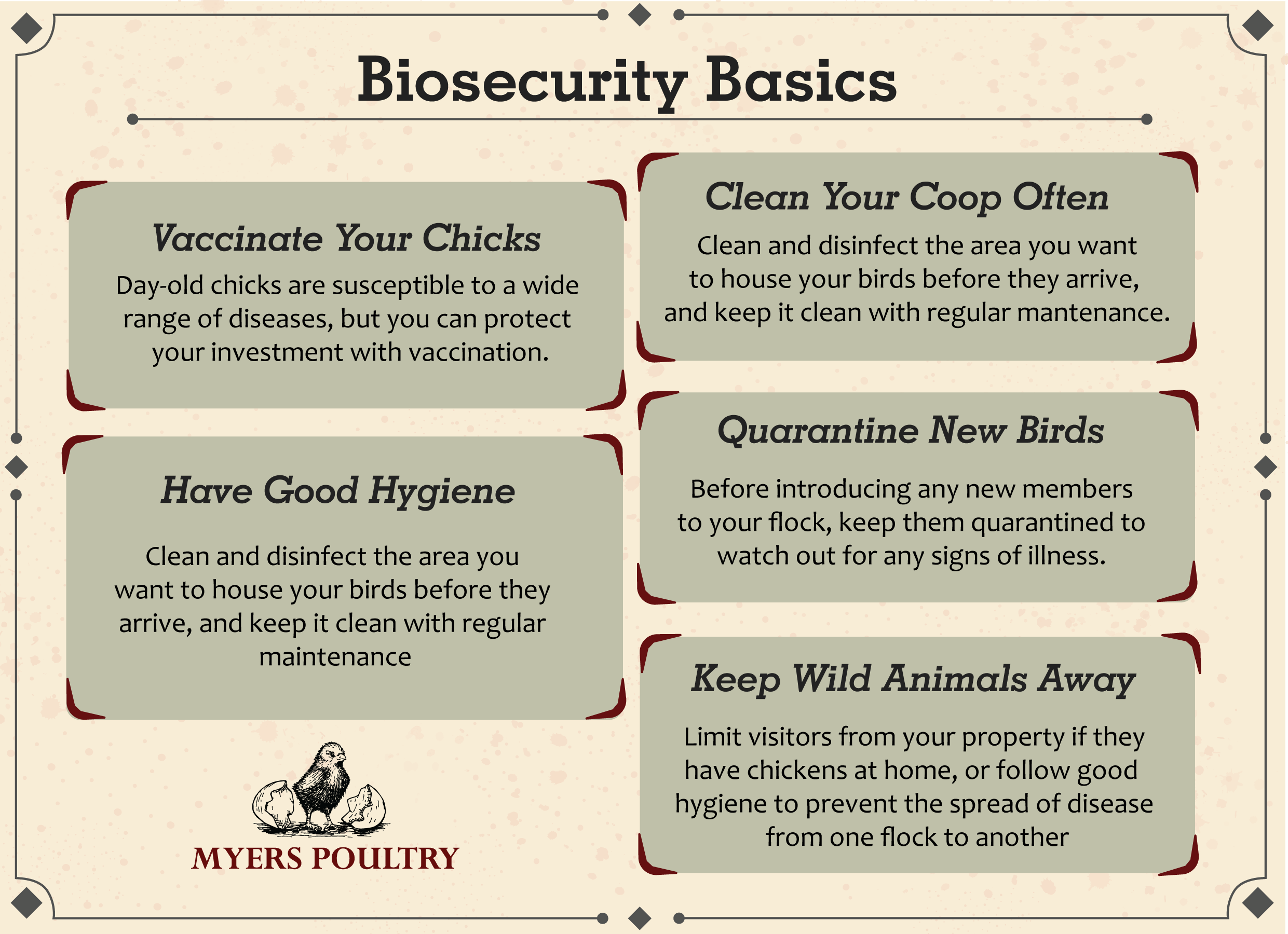 Graphic summarizing biosecurity basics for backyard chickens