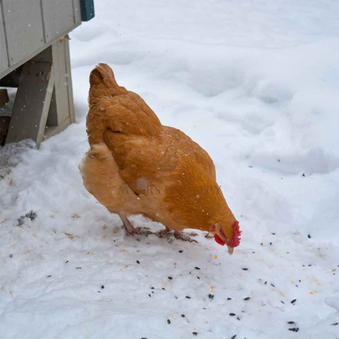 Buff Orpington eating sunflower seeds in snow