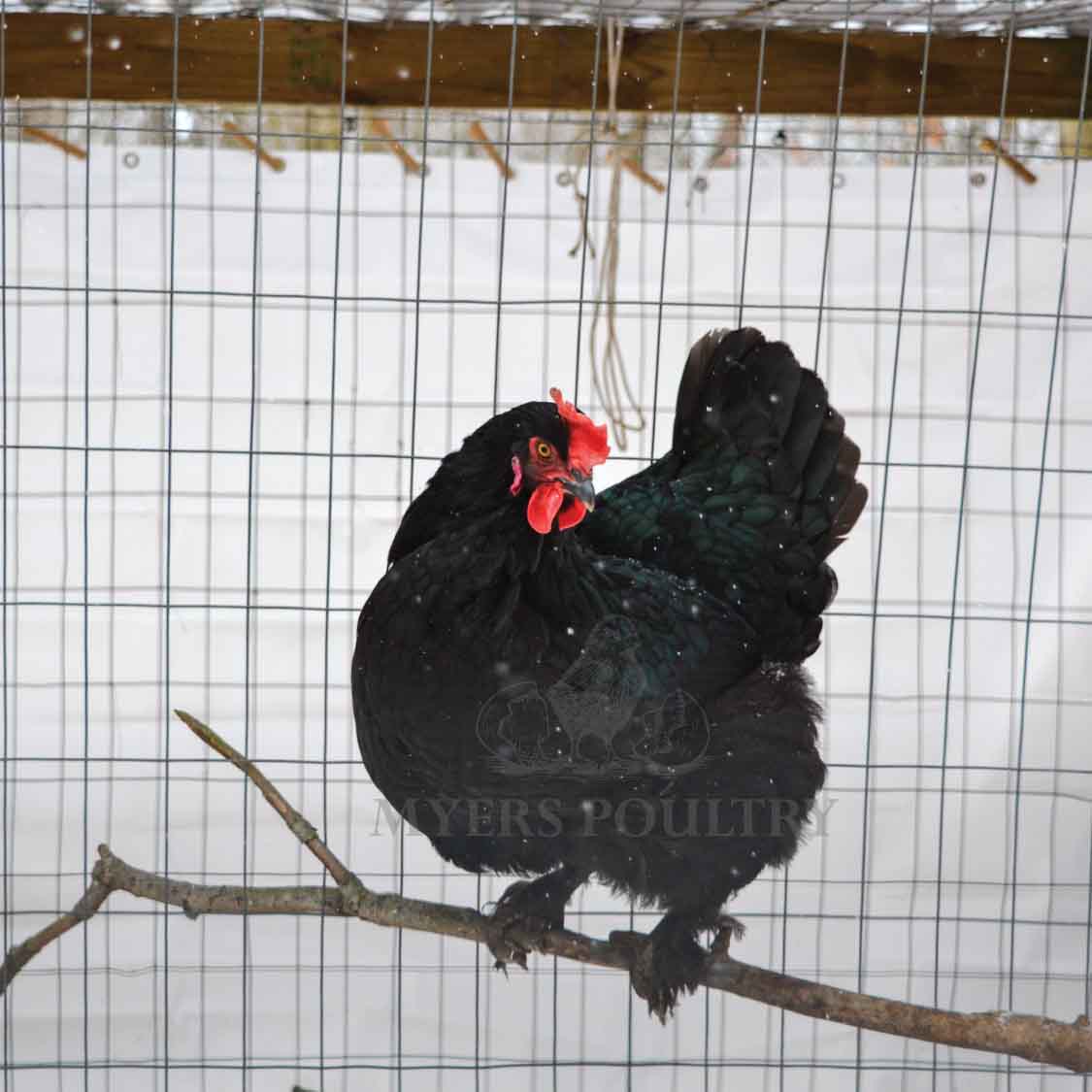 Mystic Marans chicken in coop on perch