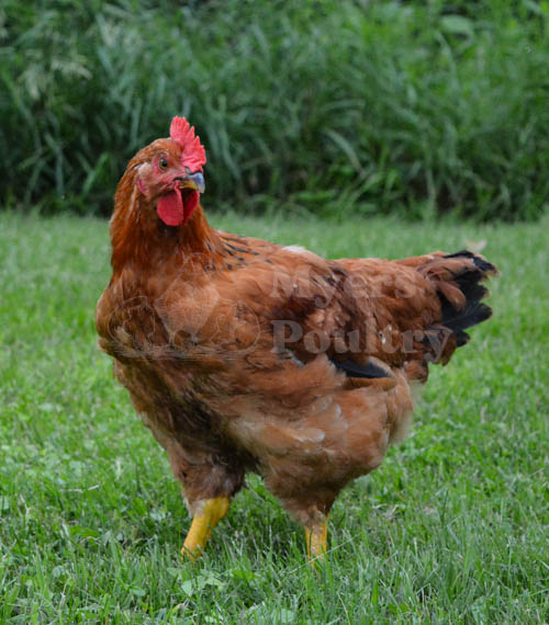red broiler red sasso meat chicken for sale