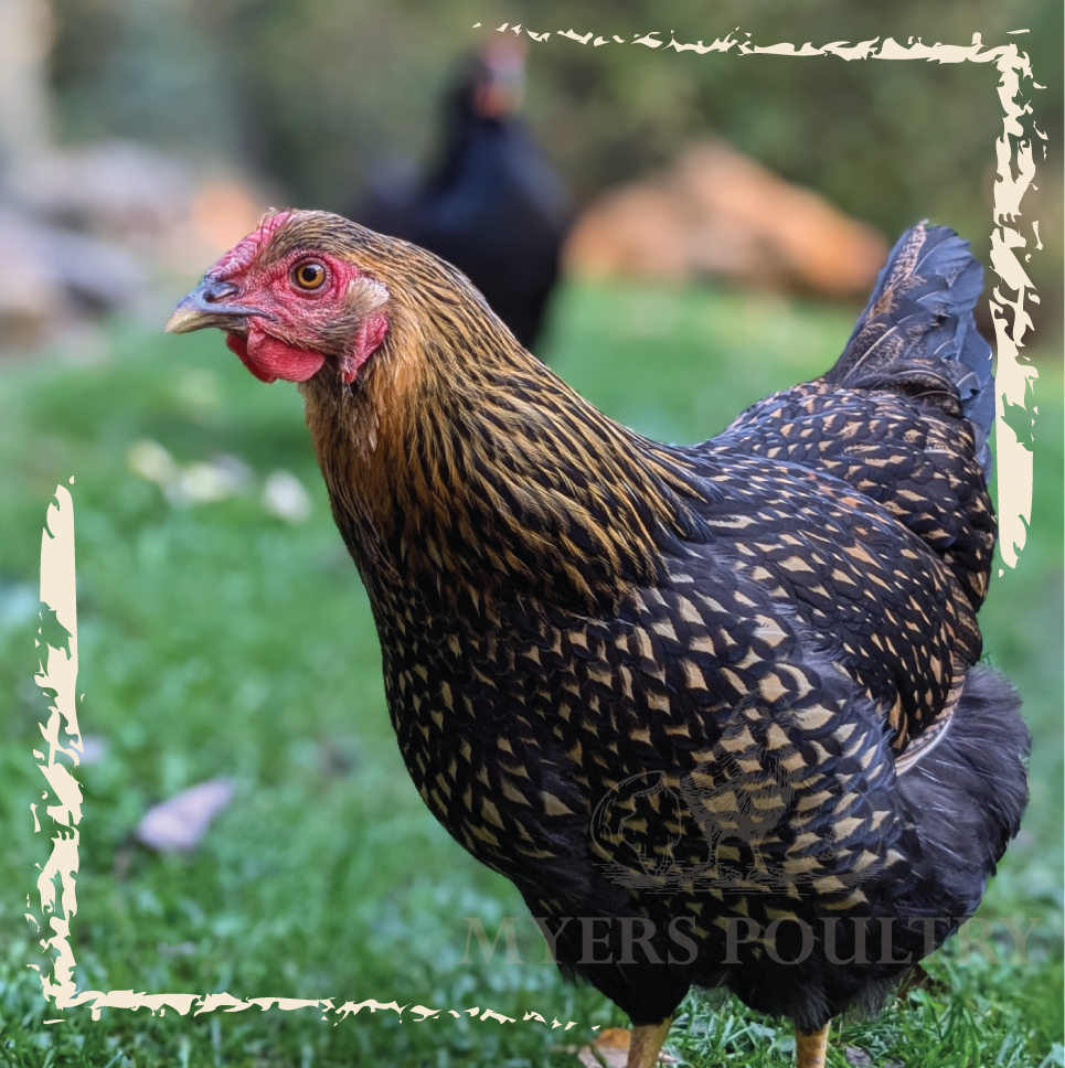 brown and black chicken with distressed border around edges