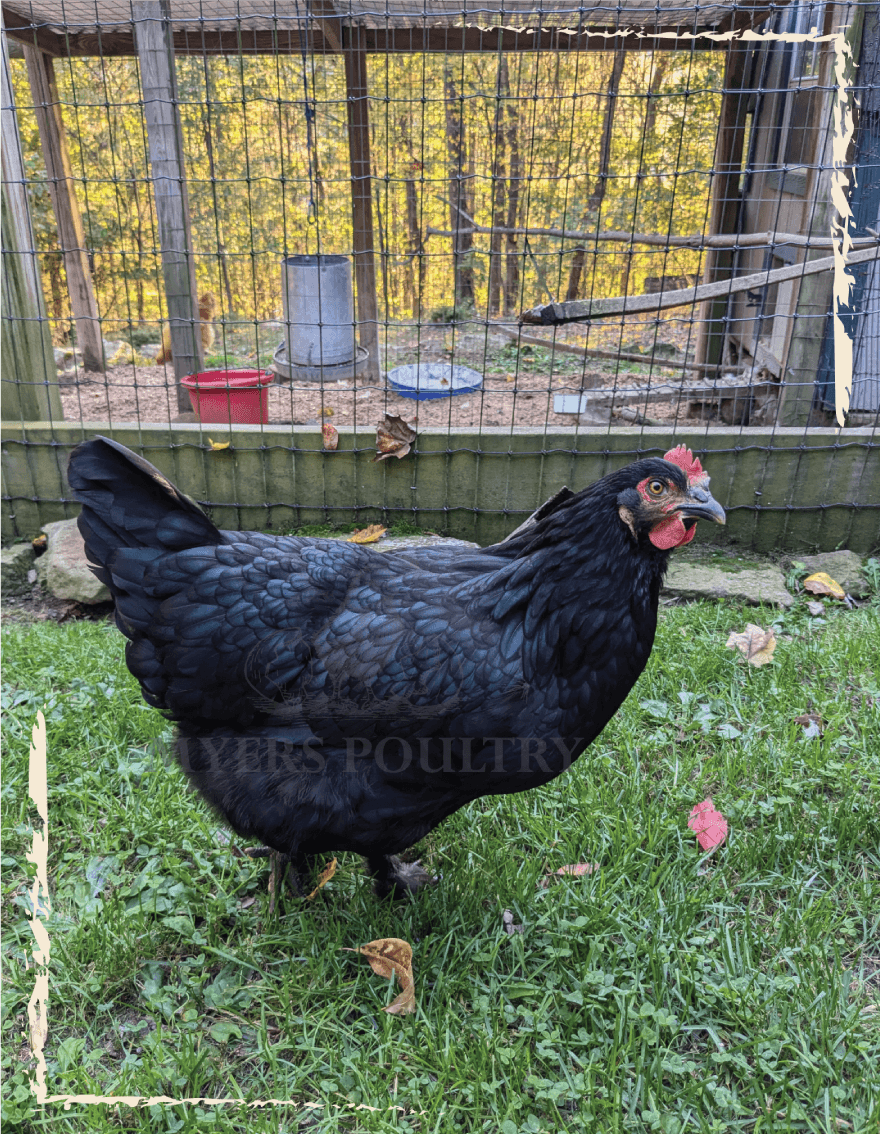 Black chicken standing in front of wire coop