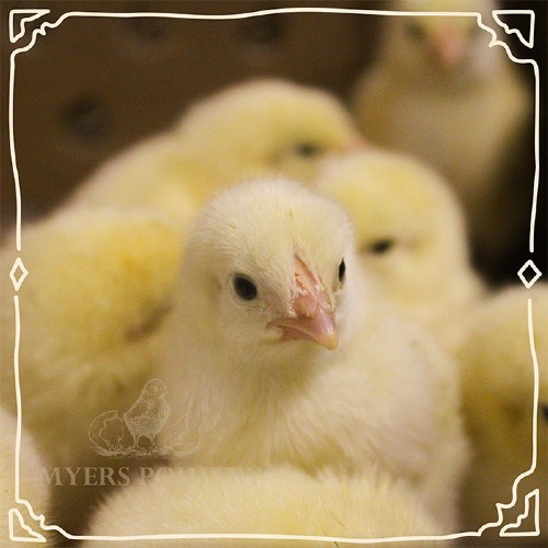 tiny baby chick looking at camera