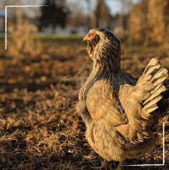 Olive egger chicken breed side profile in sunlight