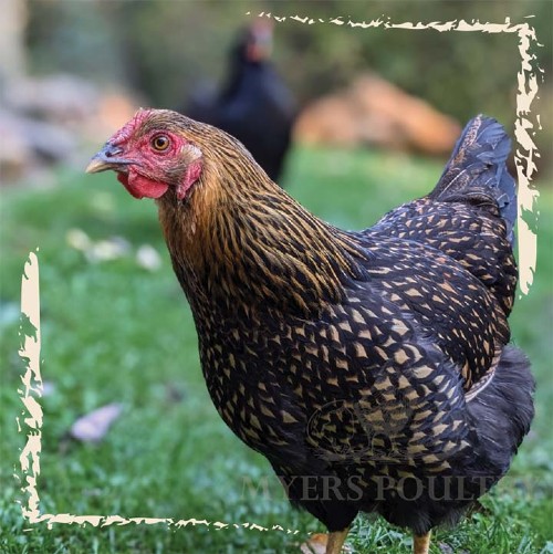 brown and black chicken side profile view