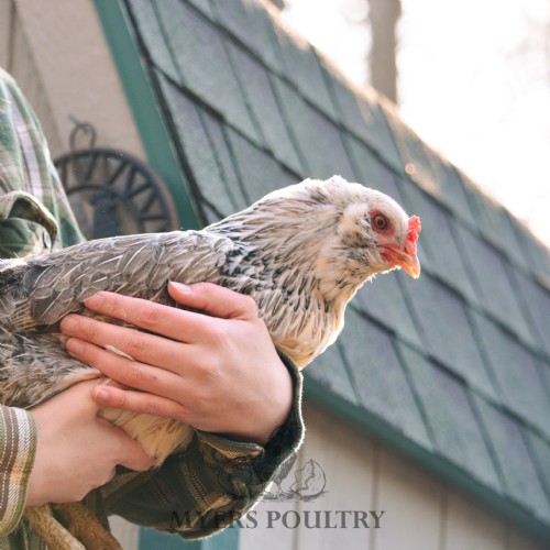 white and black chicken held by chicken coop