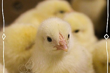 Brooding for Beginners: How to Care for Day-Old Chicks