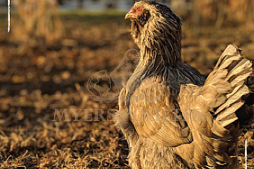 Best Chicken Breeds for Beginners: Top Picks for Your Flock