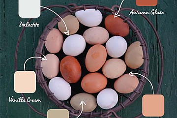 Your Handy Guide to Chicken Egg Colors