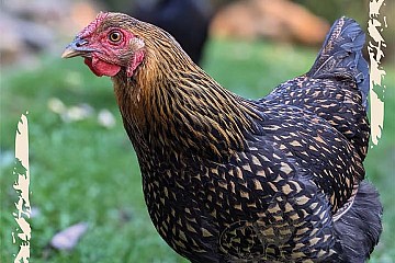 Backyard Biosecurity: How to Keep Your Poultry Healthy