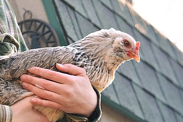 How to Spring Clean Your Chicken Coop