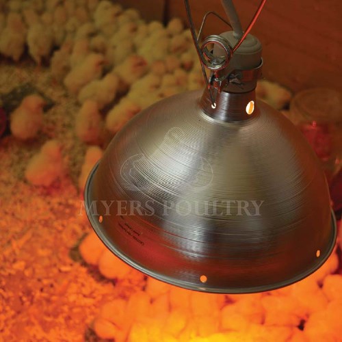 heat lamp pointed at chicks