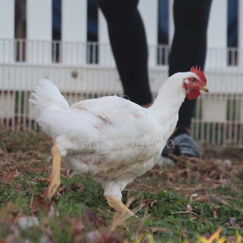 white chicken in backyard