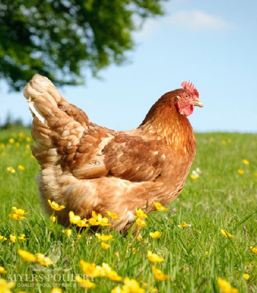 Day Old Poultry | PA Hatchery | Myers Poultry Farm