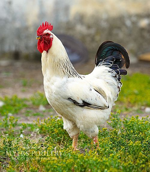 Delaware Chickens for Sale | Day Old Poultry | Shop Online