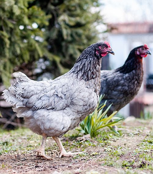 Plymouth Blue Rock Chickens | Poultry for Sale | Shop Now