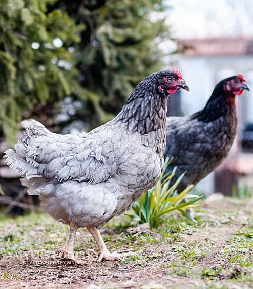 Brown Egg Layers | Egg Laying Chickens for Sale | Shop Now