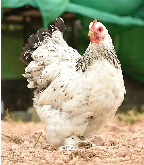 Light Brahma Chickens - Baby Chicks for Sale