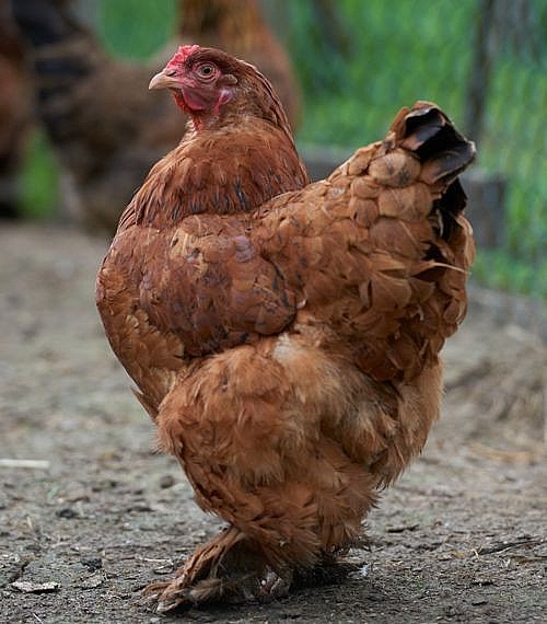 Giant Red Cochin