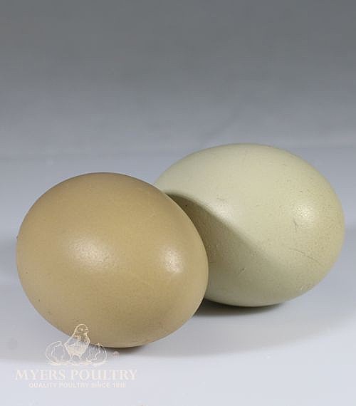 olive eggs