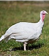 Broad Breasted White | Turkeys for Sale | Myers Poultry