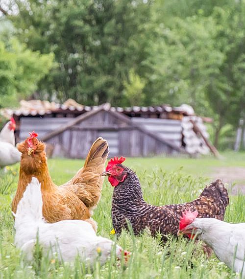 Egg Layer Assortments | Day Old Poultry | Myers Poultry