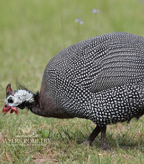 guinea-fowl-for-sale-order-online-myers-poultry