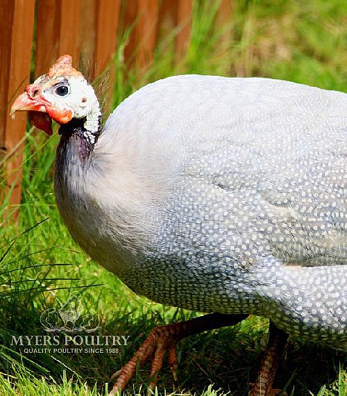 Assorted Guineas For Sale Day Old Poultry Myers Poultry