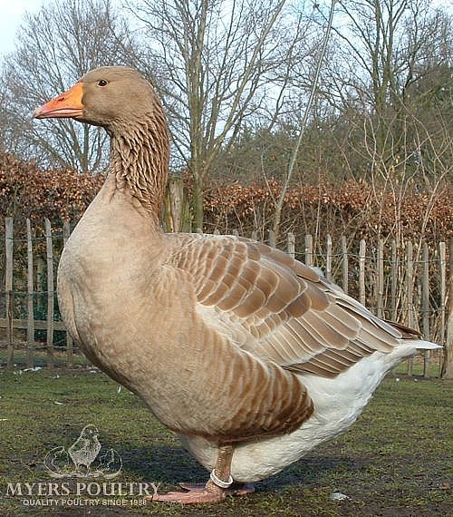 Geese for Sale | Day Old Poultry | Myers Poultry