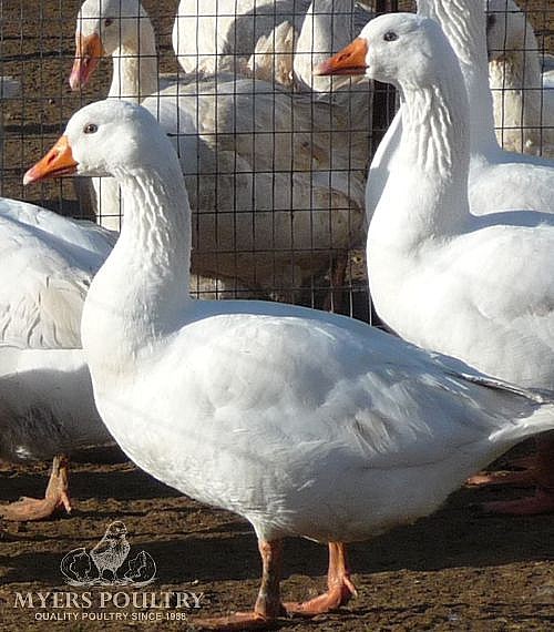 Classic Roman Geese For Sale Day Old Poultry