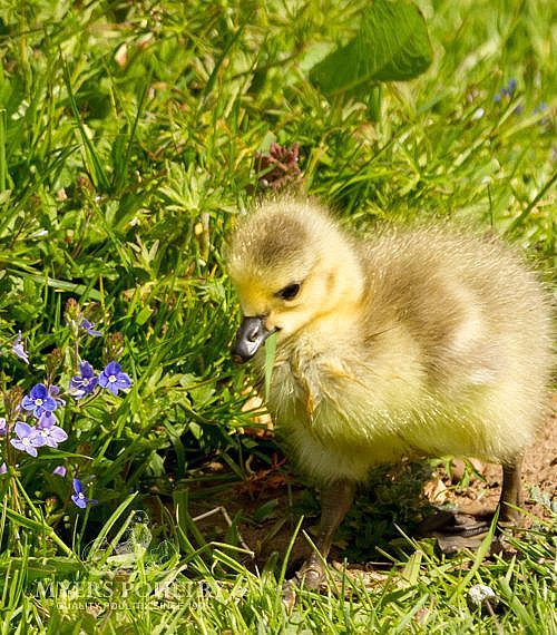 Geese for Sale | Day Old Poultry | Myers Poultry