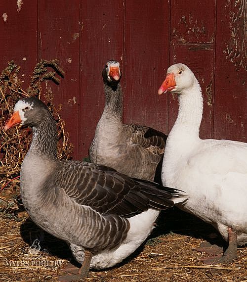 Geese for Sale | Day Old Poultry | Myers Poultry