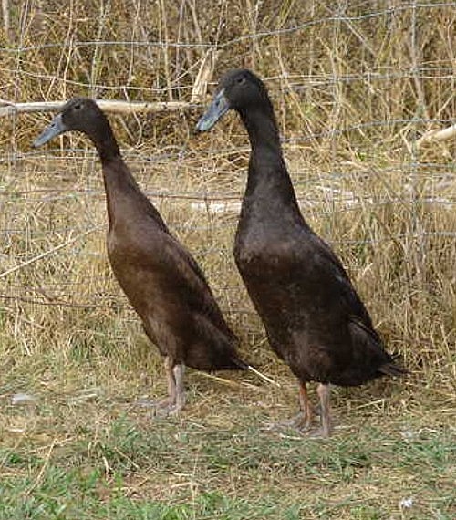 Blue Indian Runner Ducks for Sale, Order as few as 3 Ducks