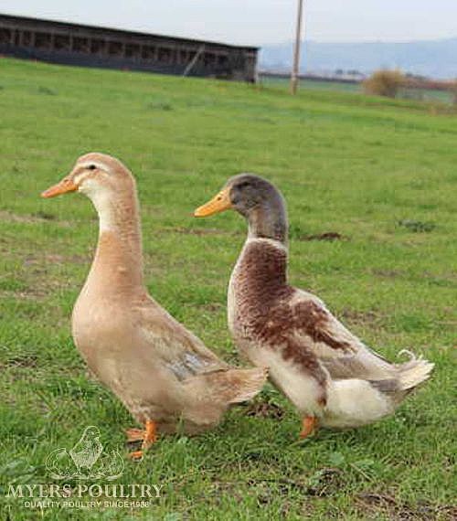 Ducks Ducklings For Sale Day Old Poultry Myers Poultry