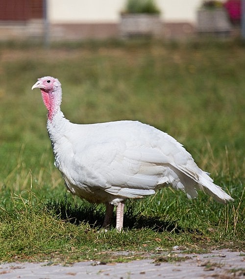 Assorted Heritage Turkeys for Sale Day Old Poultry