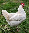 Amberlink Chickens for Sale | Myers Poultry | Buy Today