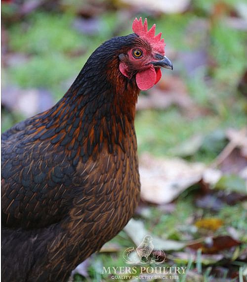 Black Sex Link Chickens Day Old Poultry For Sale 5001