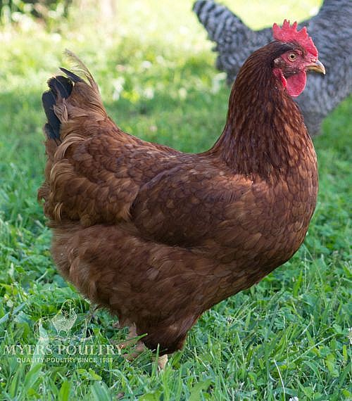 road island red rooster vs hen