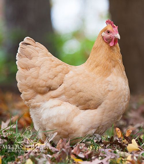 Brown Egg Layers Egg Laying Chickens For Sale Shop Now 8199